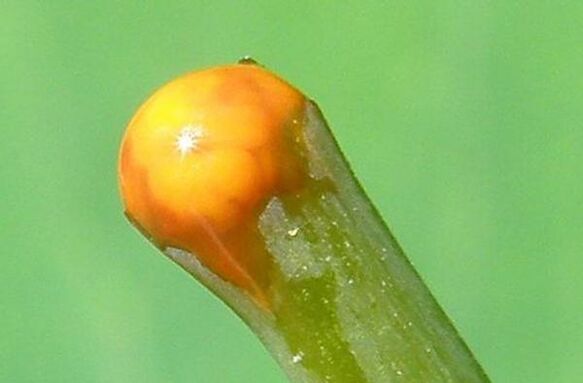 svojstva celandina u liječenju papiloma